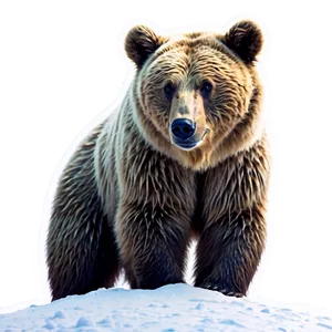 Bear Head In Snow PNG Ptd54 PNG