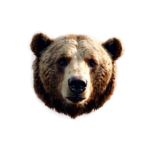 Bear Head Portrait PNG Nsn