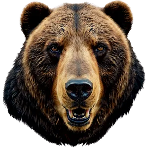 Bear Head With Paw PNG 06292024