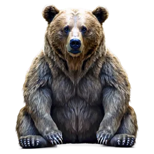 Bear Illustration Png Bql92 PNG image