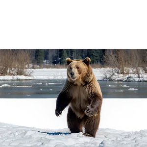 Bear In Snow Png 6 PNG image