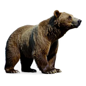 Bear Sketch Png 06112024 PNG image