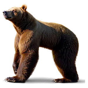 Bear Standing Up PNG 05032024