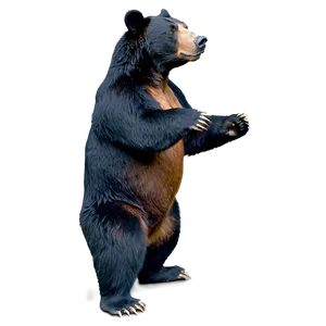 Bear Standing Up PNG 16