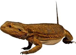 Bearded Dragon Profile PNG image