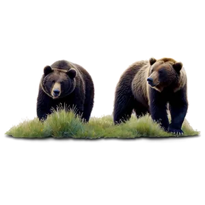 Bears C PNG image