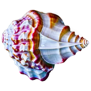 Beautiful Conch Shell PNG Diw22 PNG