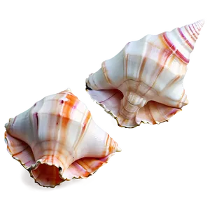 Beautiful Conch Shell PNG Hof43 PNG