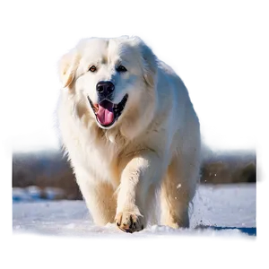 Beautiful Great Pyrenees In Snow PNG 06292024 PNG