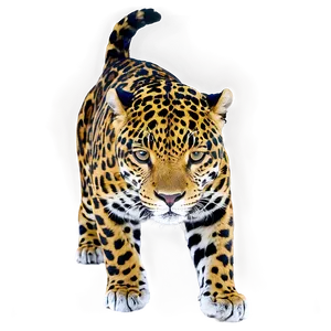 Beautiful Jaguar PNG Iln
