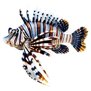 Beautiful Lionfish Png Ayp95 PNG image