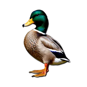 Beautiful Mallard Duck PNG 27