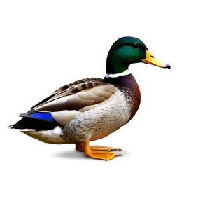 Beautiful Mallard Duck PNG Lyp8 PNG