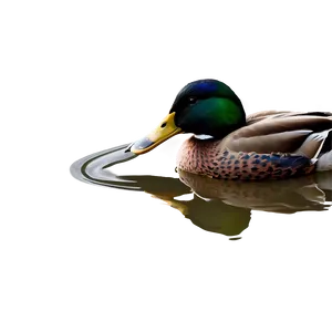 Beautiful Mallard Duck PNG Pmf PNG