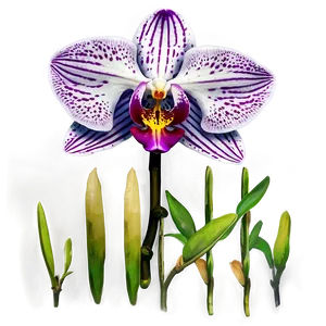 Beautiful Orchid Png Cgw42 PNG image