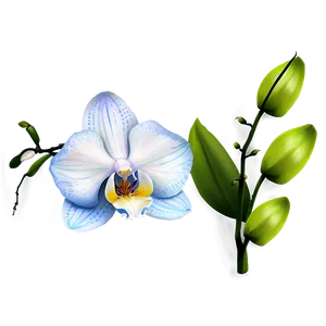 Beautiful Orchid Png Tge PNG image