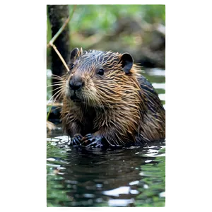 Beaver Habitat Environment Png Weg PNG image