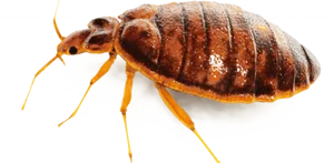 Bedbug_ Closeup_ View PNG image