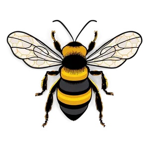 Bee Drawing Png 32 PNG image
