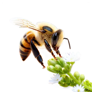 Bee In Nature Png Bxi PNG image