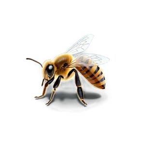 Bee Infographic Png Ywn99 PNG image