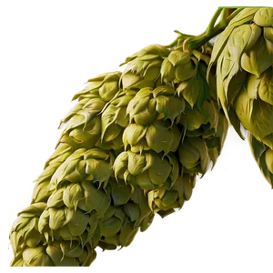Beer Hops Symbol PNG Jto PNG