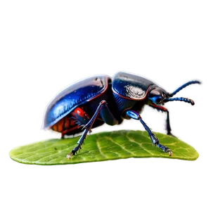 Beetle Bug PNG 18