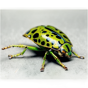 Beetle Camouflage Technique PNG Wxt74