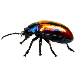 Beetle Conservation Awareness PNG 05242024