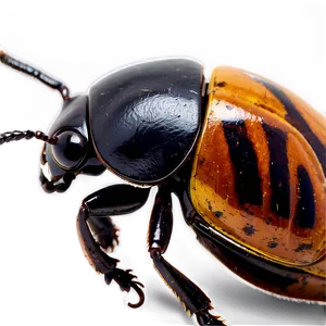 Beetle Conservation Awareness PNG Fks28 PNG