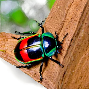 Beetle Conservation Awareness PNG Fon56 PNG