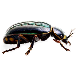 Beetle Conservation Awareness PNG Scx86 PNG