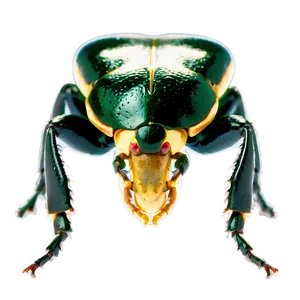 Beetle Eating Habits Info PNG 05242024 PNG