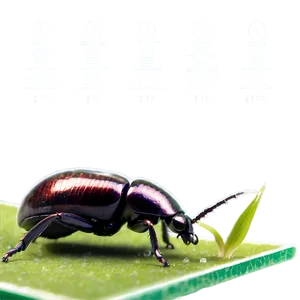 Beetle Eating Habits Info PNG 14 PNG