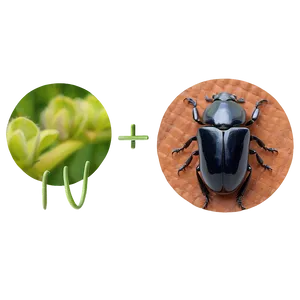 Beetle Eating Habits Info PNG 3 PNG