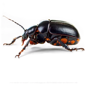 Beetle Eating Habits Info PNG 90 PNG