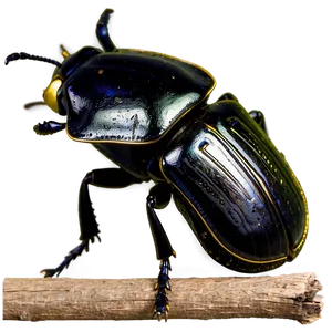 Beetle Ecosystem Role PNG 05242024