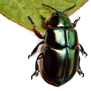 Beetle Ecosystem Role PNG 18
