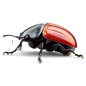 Beetle Environmental Impact PNG 71