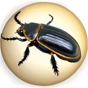 Beetle Fossil Record PNG 05242024