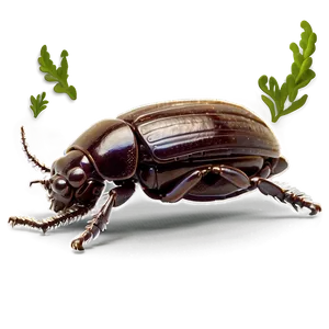 Beetle Fossil Record PNG 22