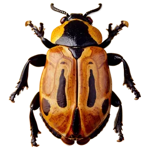 Beetle Fossil Record PNG 95