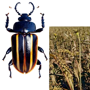 Beetle In Agriculture PNG 05242024 PNG