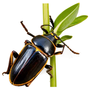Beetle In Agriculture PNG Ycx98 PNG