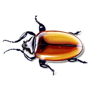 Beetle In Amber PNG 28