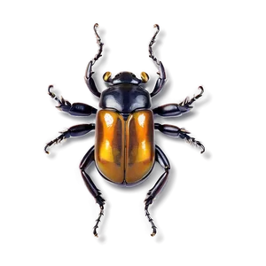 Beetle In Amber PNG 34