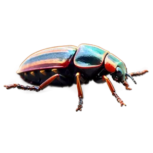 Beetle In Folklore PNG Thw