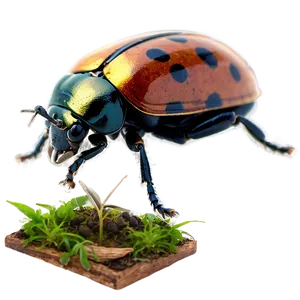 Beetle In Habitat Illustration PNG 05242024