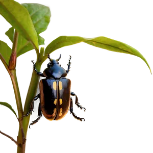 Beetle In Nature Background PNG Rmm80