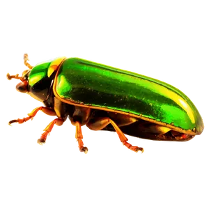 Beetle Life Cycle Diagram PNG 74